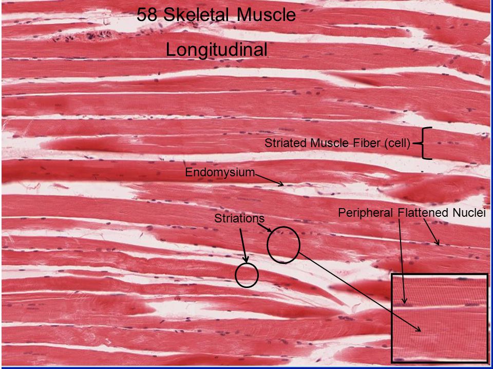 skeletal muscle histology diagram